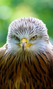 Preview wallpaper hawk, bird, predator