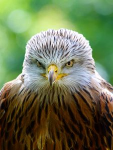 Preview wallpaper hawk, bird, predator