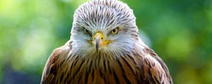 Preview wallpaper hawk, bird, predator