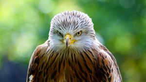 Preview wallpaper hawk, bird, predator