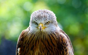 Preview wallpaper hawk, bird, predator