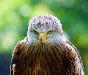 Preview wallpaper hawk, bird, predator