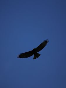 Preview wallpaper hawk, bird, predator, flight, sky, minimalism