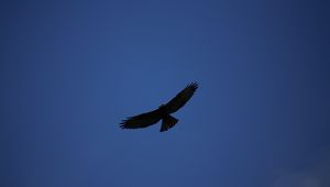 Preview wallpaper hawk, bird, predator, flight, sky, minimalism