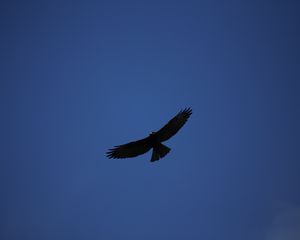 Preview wallpaper hawk, bird, predator, flight, sky, minimalism