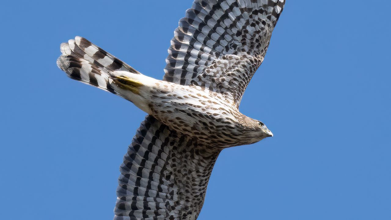 Wallpaper hawk, bird, predator, wings, flight, sky