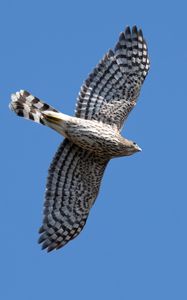 Preview wallpaper hawk, bird, predator, wings, flight, sky