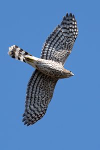 Preview wallpaper hawk, bird, predator, wings, flight, sky