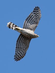 Preview wallpaper hawk, bird, predator, wings, flight, sky