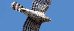 Preview wallpaper hawk, bird, predator, wings, flight, sky