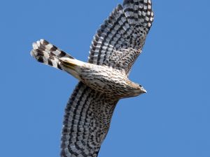 Preview wallpaper hawk, bird, predator, wings, flight, sky