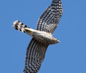 Preview wallpaper hawk, bird, predator, wings, flight, sky