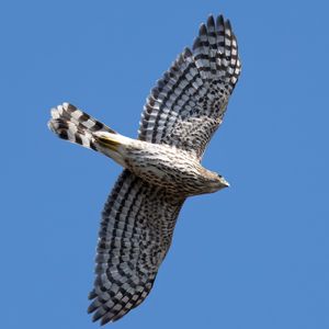 Preview wallpaper hawk, bird, predator, wings, flight, sky