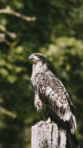 Preview wallpaper hawk, bird, predator, wildlife