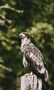 Preview wallpaper hawk, bird, predator, wildlife