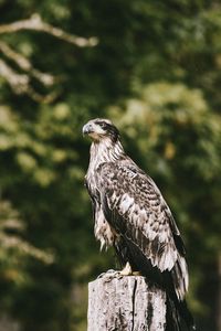 Preview wallpaper hawk, bird, predator, wildlife
