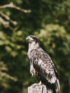 Preview wallpaper hawk, bird, predator, wildlife