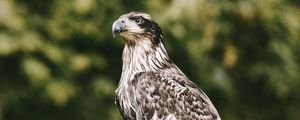 Preview wallpaper hawk, bird, predator, wildlife