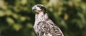 Preview wallpaper hawk, bird, predator, wildlife