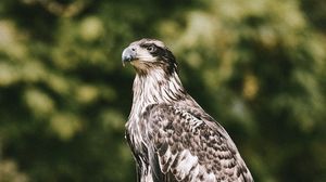 Preview wallpaper hawk, bird, predator, wildlife