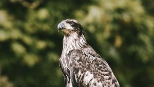 Preview wallpaper hawk, bird, predator, wildlife
