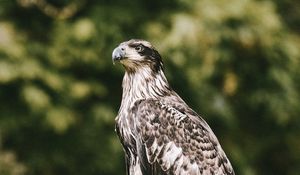 Preview wallpaper hawk, bird, predator, wildlife