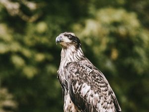 Preview wallpaper hawk, bird, predator, wildlife