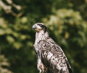 Preview wallpaper hawk, bird, predator, wildlife