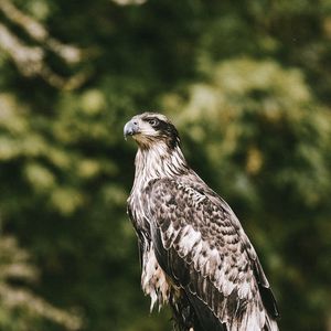 Preview wallpaper hawk, bird, predator, wildlife