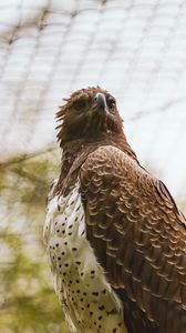 Preview wallpaper hawk, bird, predator, brown
