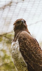 Preview wallpaper hawk, bird, predator, brown