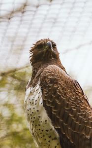 Preview wallpaper hawk, bird, predator, brown