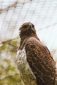 Preview wallpaper hawk, bird, predator, brown