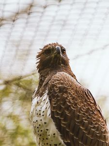 Preview wallpaper hawk, bird, predator, brown