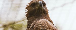 Preview wallpaper hawk, bird, predator, brown