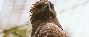 Preview wallpaper hawk, bird, predator, brown