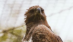 Preview wallpaper hawk, bird, predator, brown