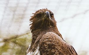 Preview wallpaper hawk, bird, predator, brown