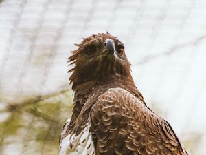 Preview wallpaper hawk, bird, predator, brown