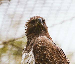 Preview wallpaper hawk, bird, predator, brown