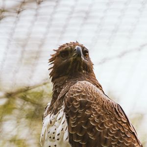 Preview wallpaper hawk, bird, predator, brown