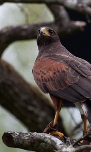 Preview wallpaper hawk, bird, predator, brown, wildlife
