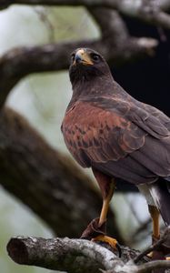 Preview wallpaper hawk, bird, predator, brown, wildlife