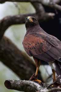 Preview wallpaper hawk, bird, predator, brown, wildlife