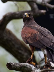 Preview wallpaper hawk, bird, predator, brown, wildlife