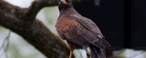 Preview wallpaper hawk, bird, predator, brown, wildlife