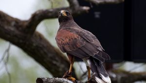 Preview wallpaper hawk, bird, predator, brown, wildlife