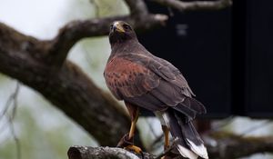 Preview wallpaper hawk, bird, predator, brown, wildlife
