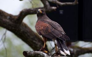 Preview wallpaper hawk, bird, predator, brown, wildlife