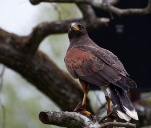 Preview wallpaper hawk, bird, predator, brown, wildlife